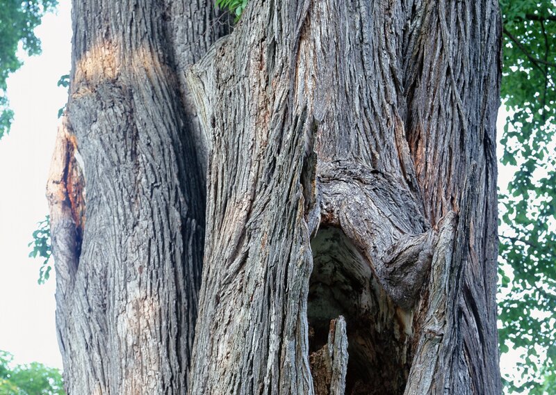 ancient tree with hollow trunk