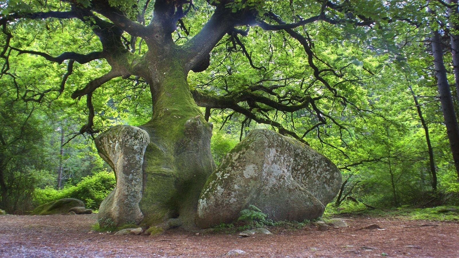 Ancient tree with moss-covered rocks