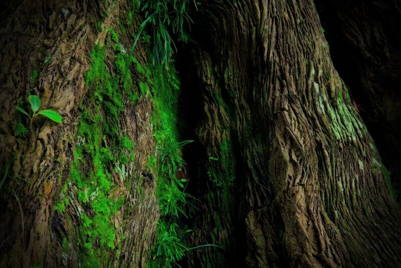 ancient tree with moss