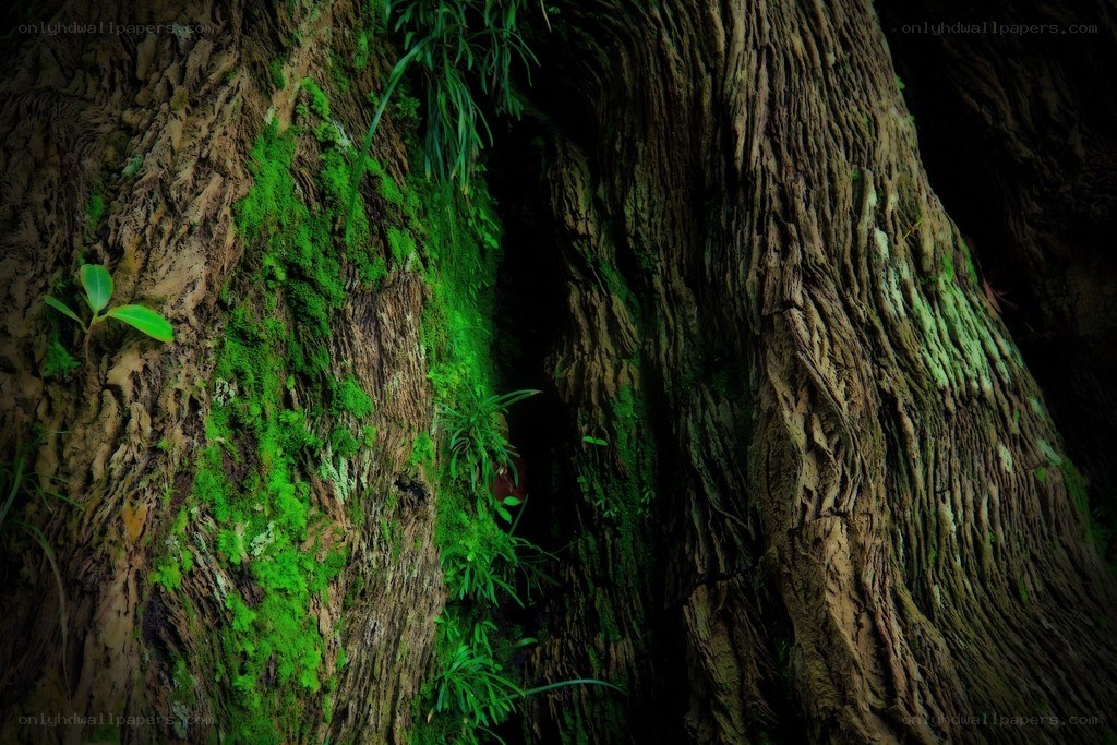 ancient tree with moss