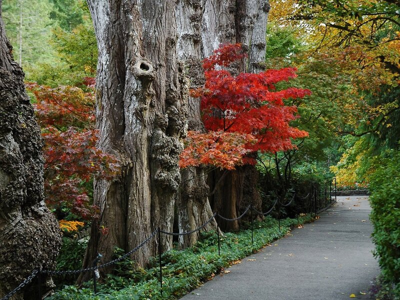 Ancient Tree with Red Leaves