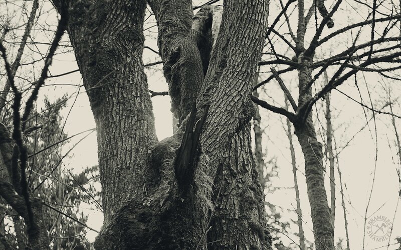 ancient tree with split trunk