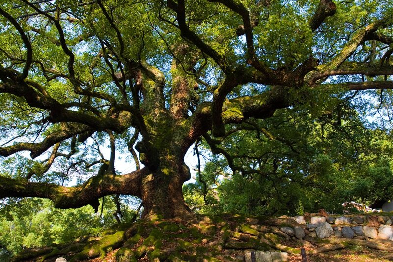 ancient tree with sprawling branches