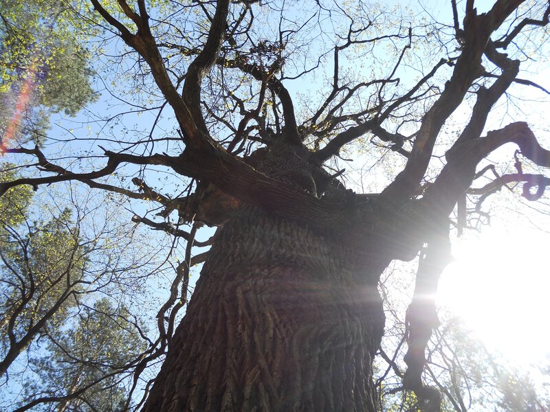 ancient tree with sunlit branches