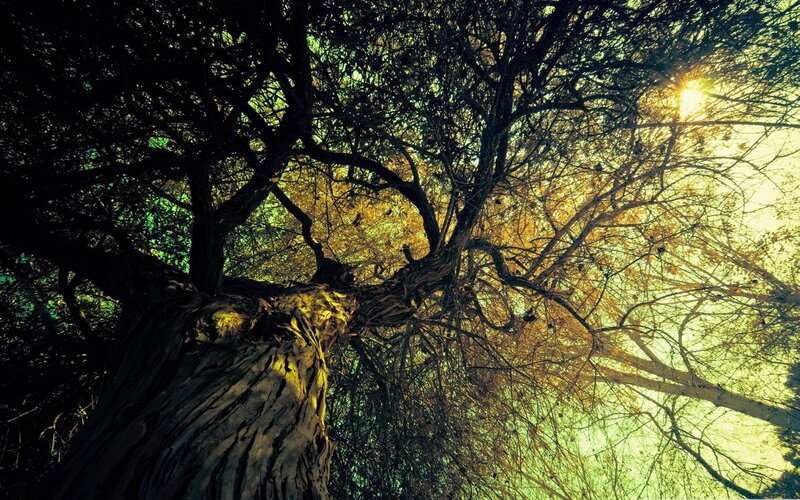 Ancient Tree with Sunlit Branches — Yellow