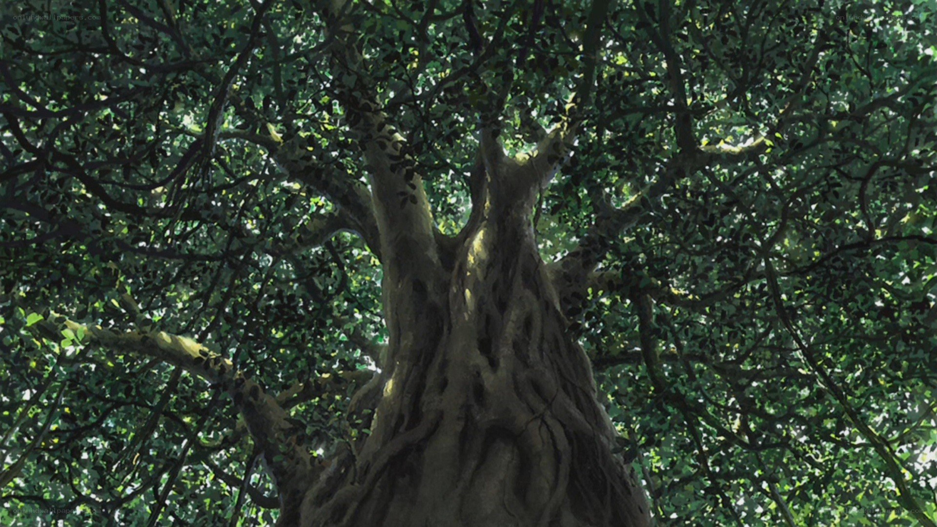 ancient tree with thick trunk