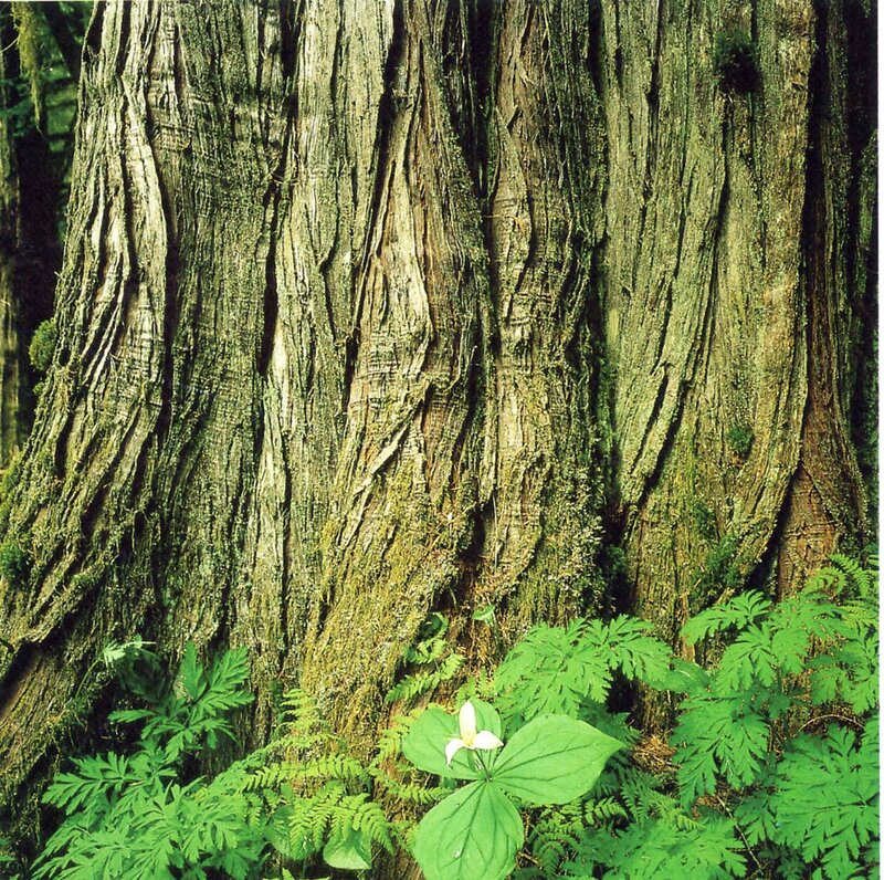 ancient tree with trillium flower