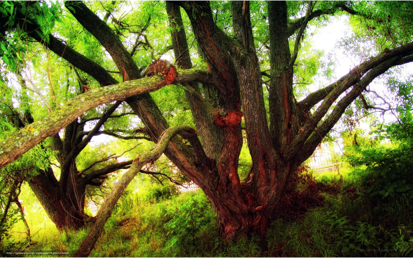Ancient tree with vibrant green leaves