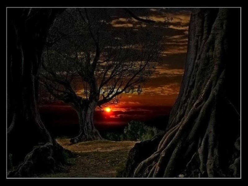 Ancient Trees at Sunset — Red
