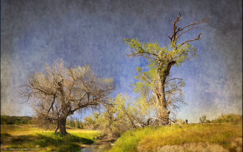 Ancient trees by a stream
