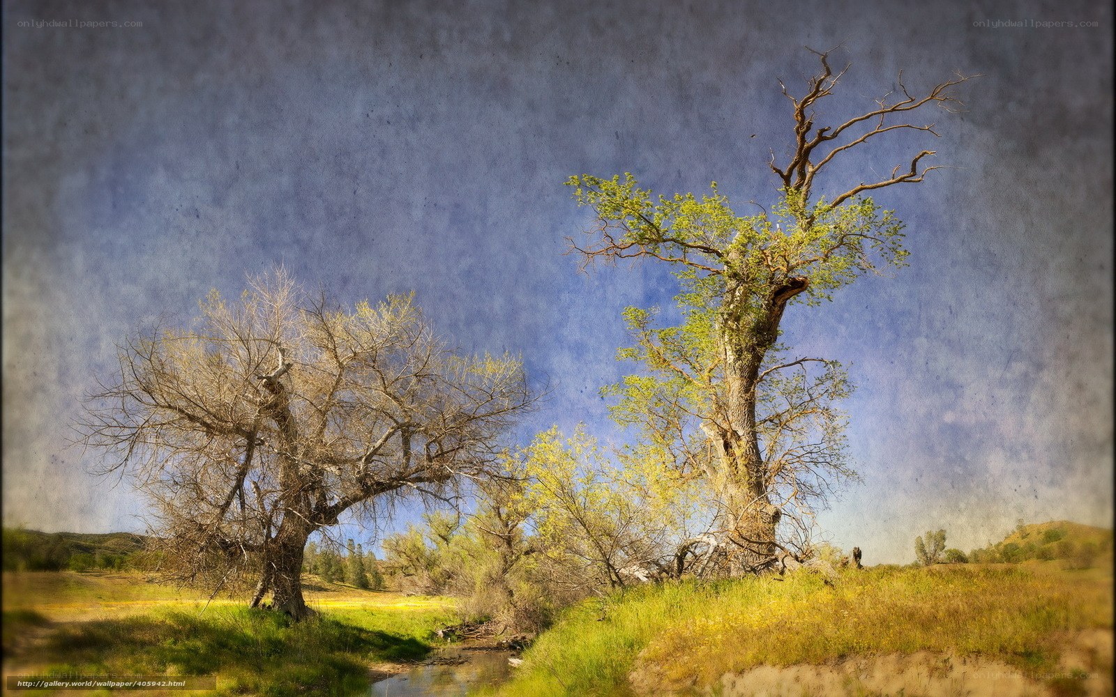 Ancient trees by a stream