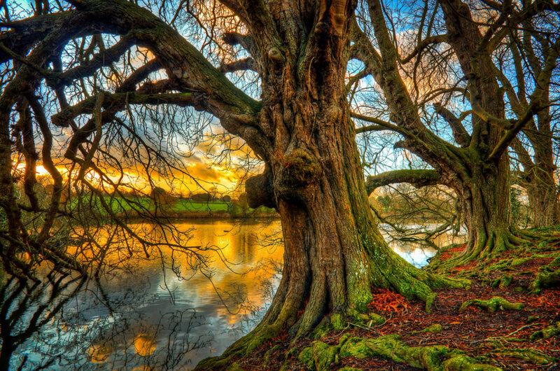 Ancient Trees by River