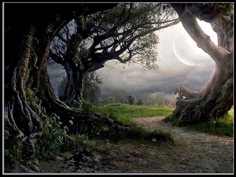 Ancient Trees Framing Moon