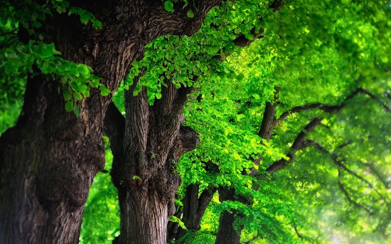 Ancient trees in a lush forest