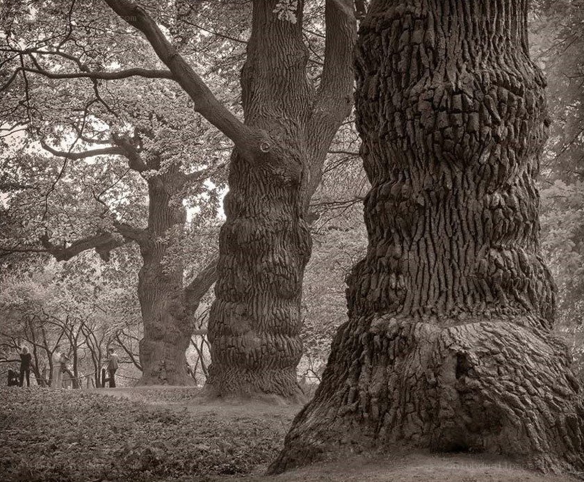 Ancient trees in a park
