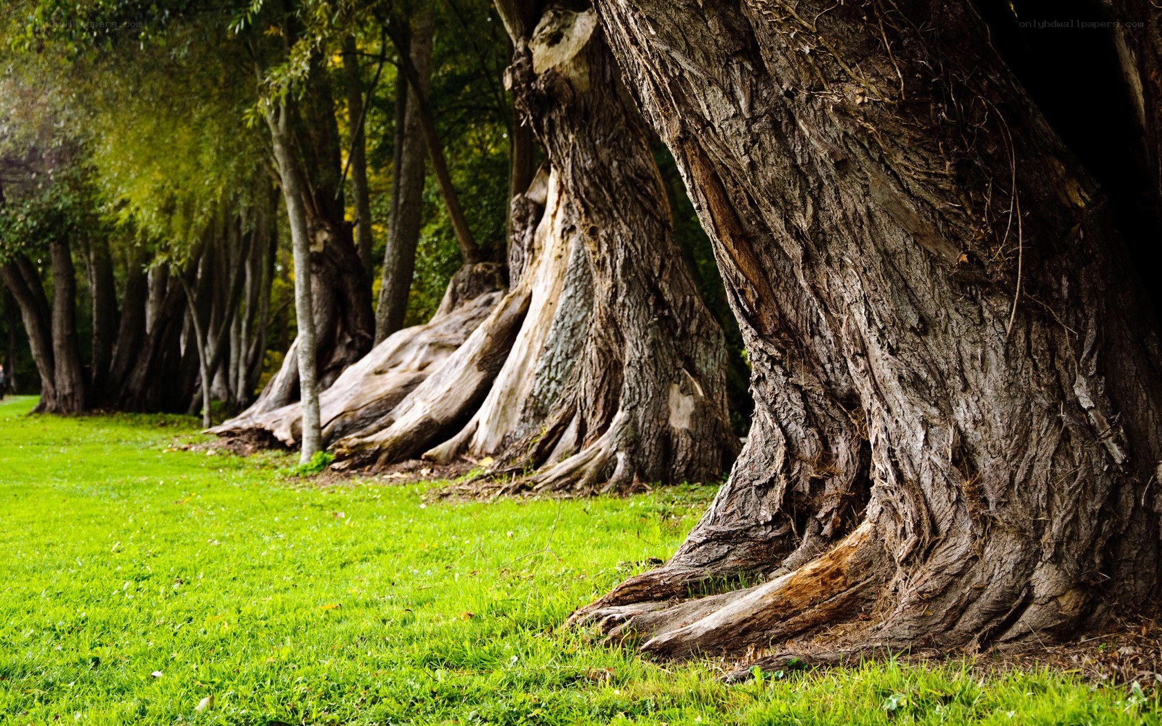 ancient trees in a park