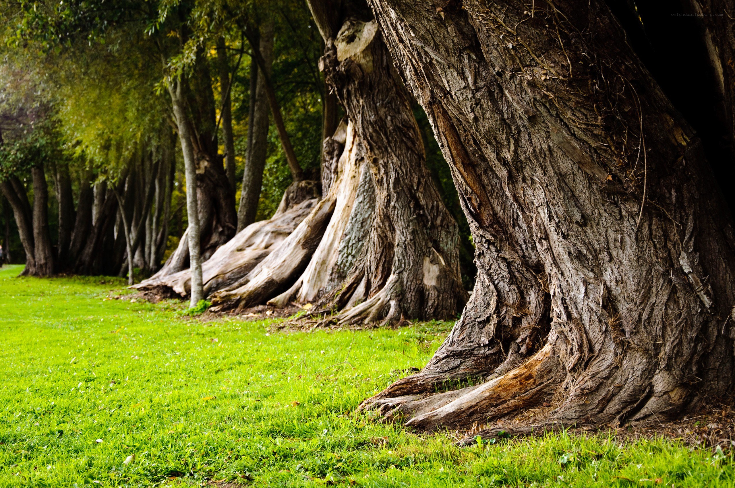 ancient trees in a park