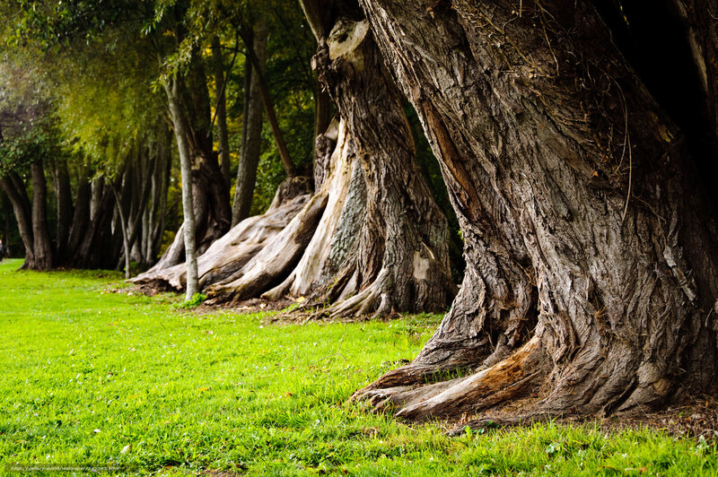 Ancient trees in a park