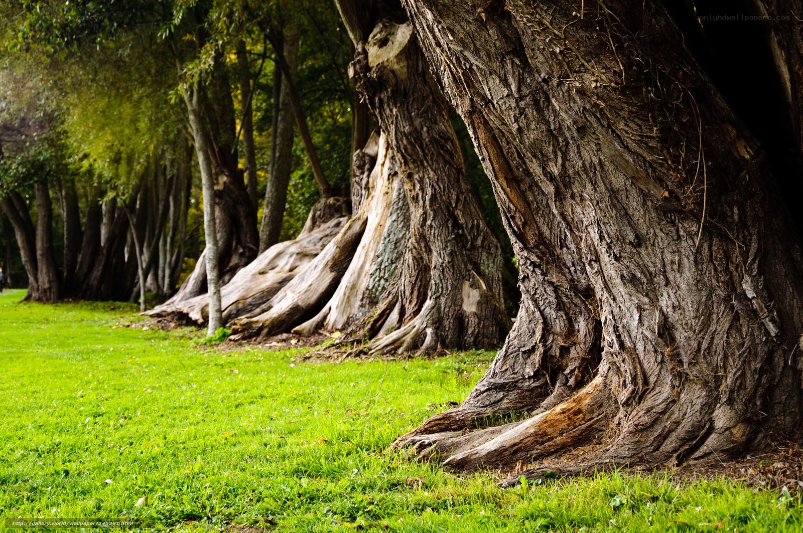 Ancient trees in a park