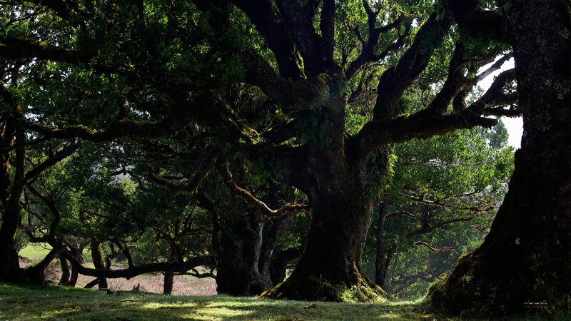 Ancient trees in a sunlit forest