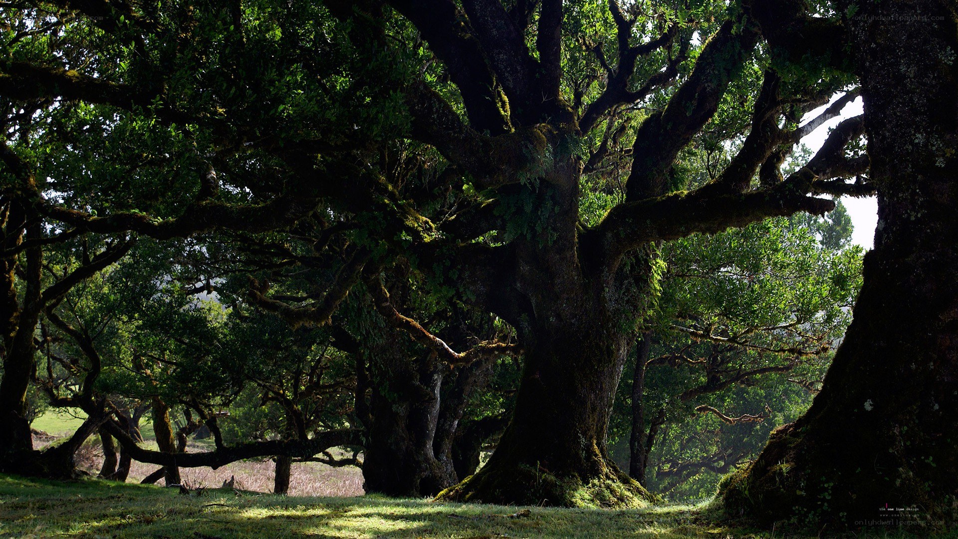 Ancient trees in a sunlit forest