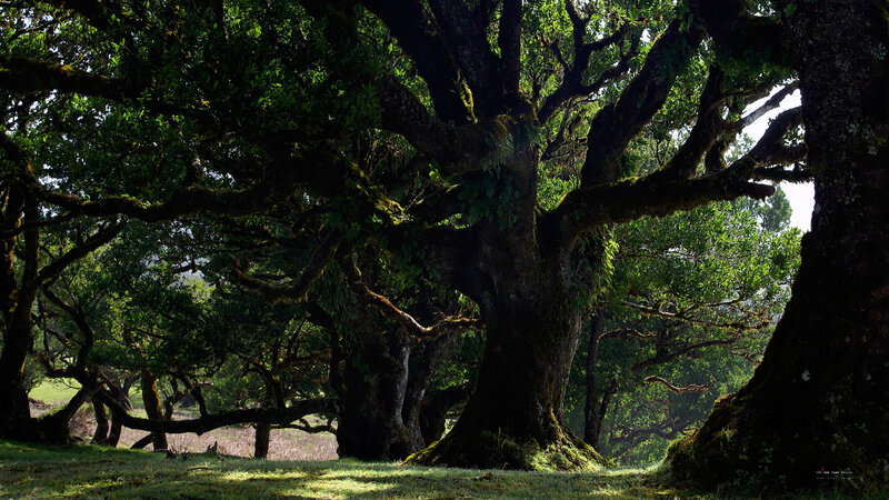 Ancient trees in a sunlit forest