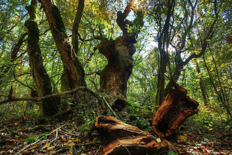Ancient trees in a sunlit forest
