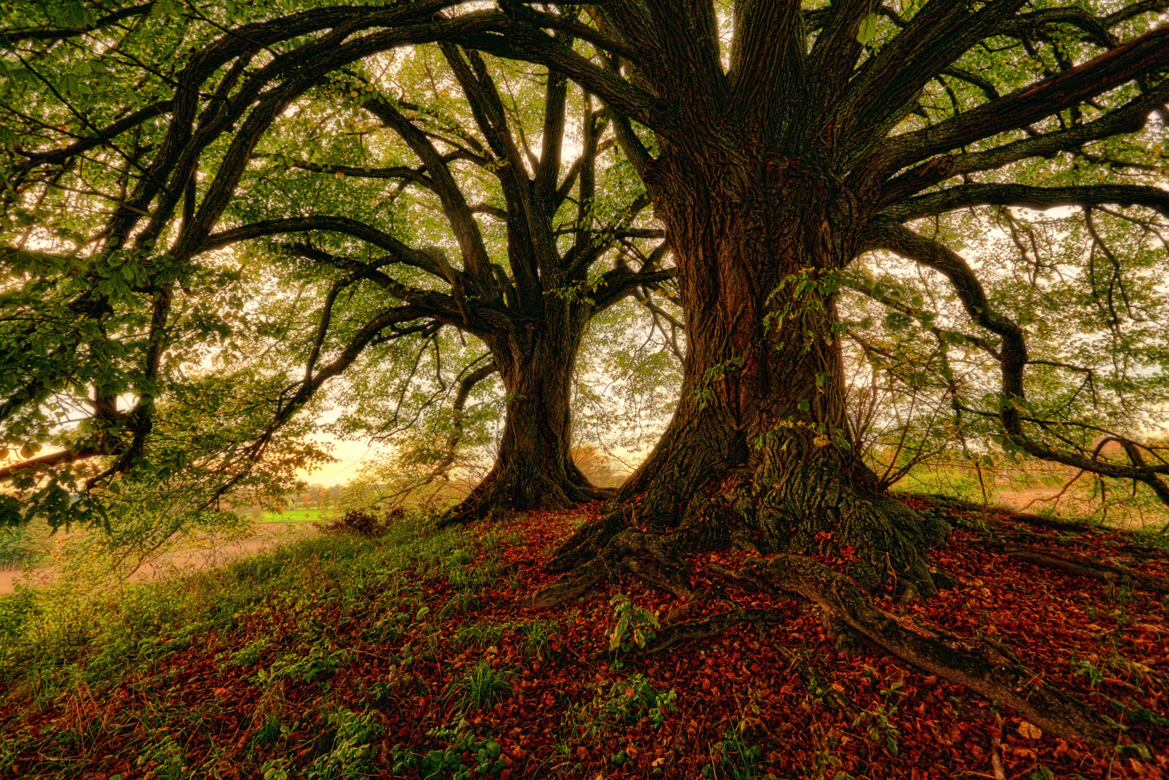 Ancient trees in autumn light