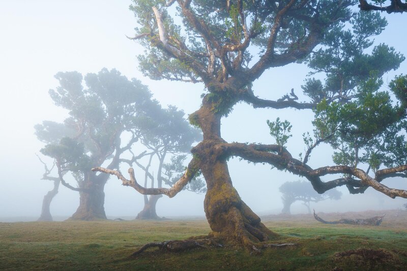 Ancient Trees in Fog — Green