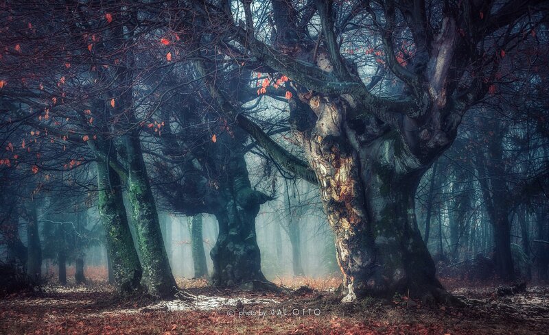 Ancient Trees in Fog