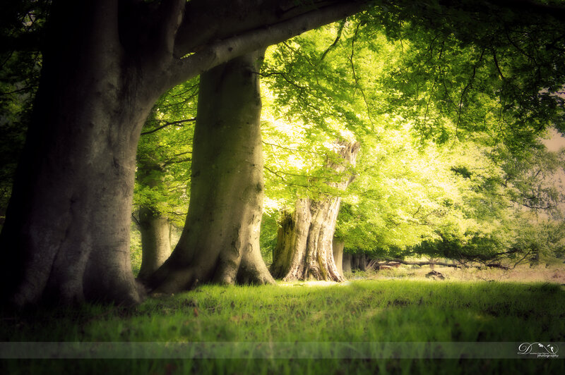 Ancient Trees in Forest — Green, Serene