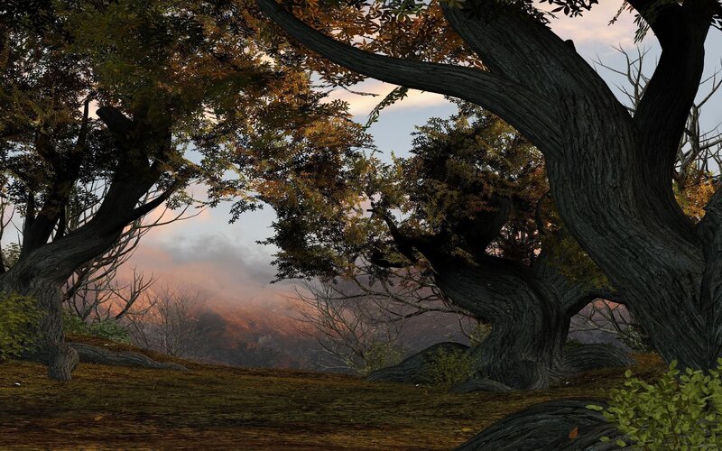 Ancient Trees in Forest