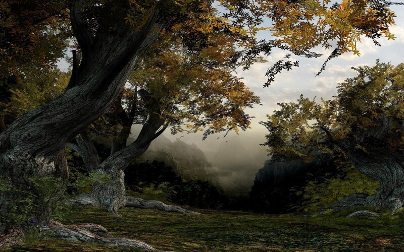 Ancient Trees in Misty Valley