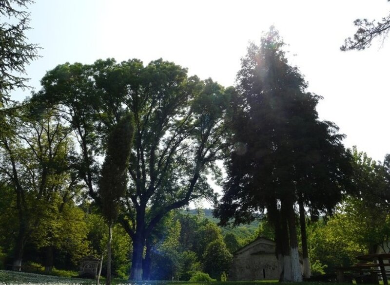 Ancient Trees in Park