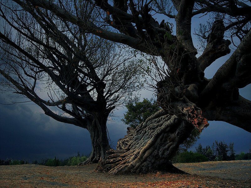 Ancient trees under stormy sky