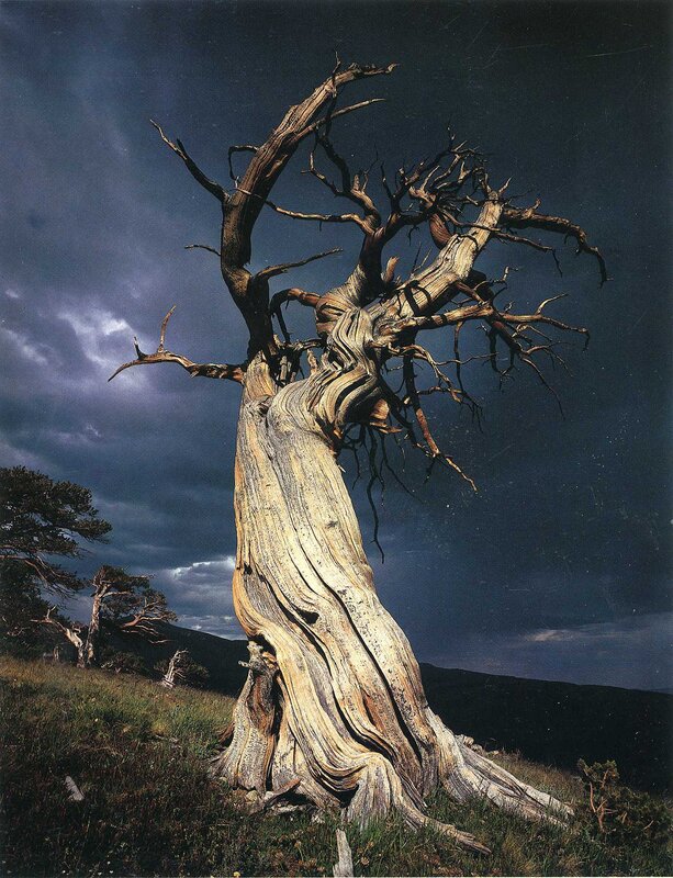 Ancient twisted tree on hillside