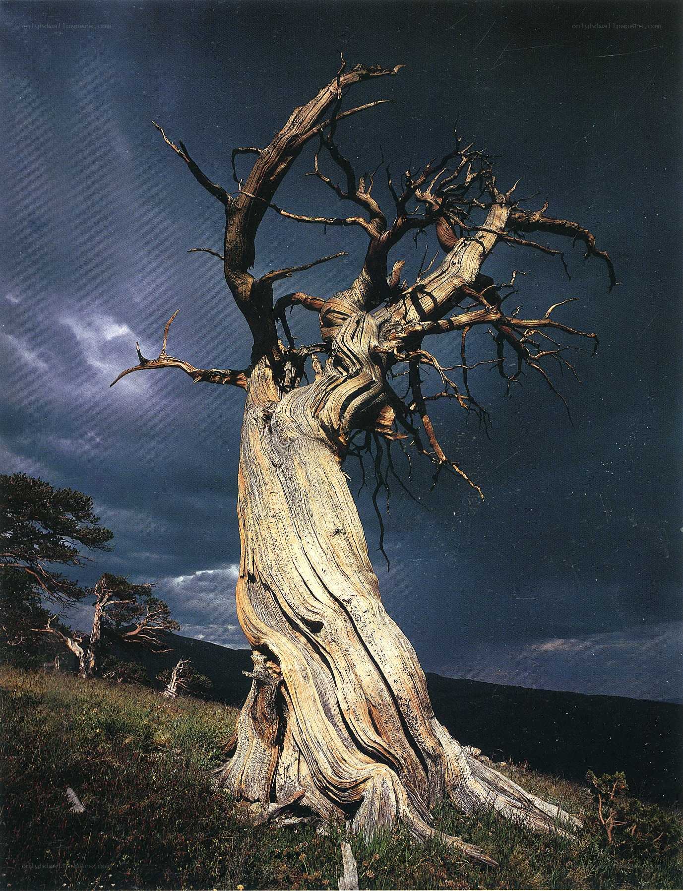 Ancient twisted tree on hillside