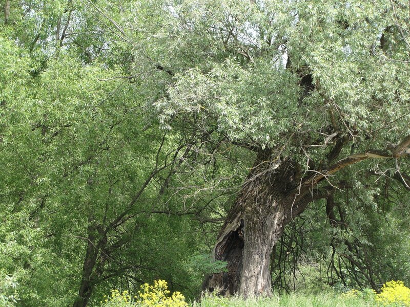 ancient willow tree in forest
