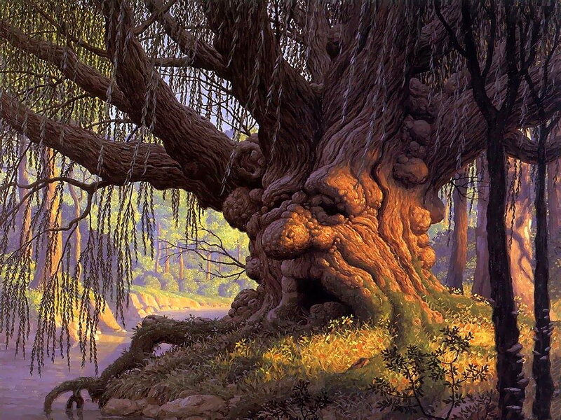 Ancient Willow Tree