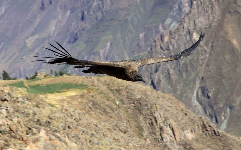 Andean condor in flight