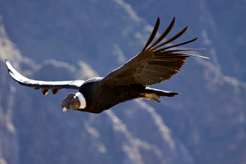 Andean condor in flight