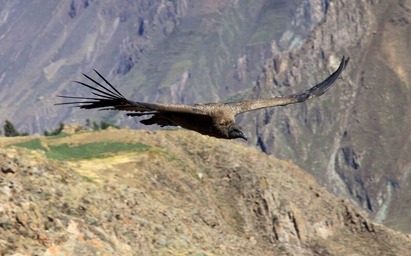 Andean condor in flight