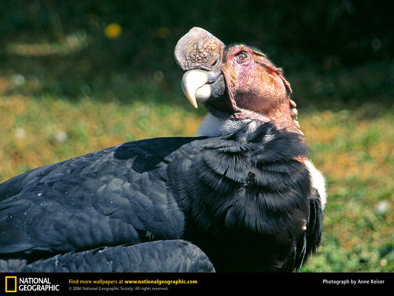 Andean condor portrait