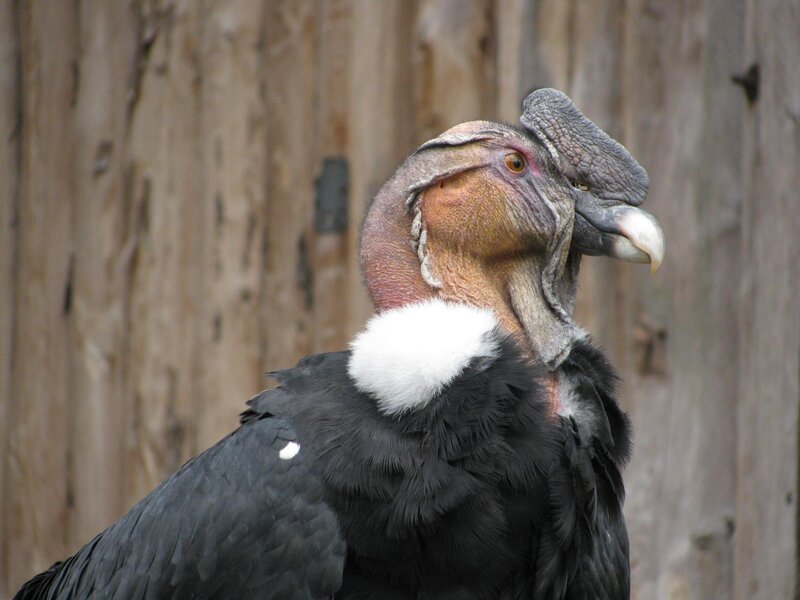 Andean Condor