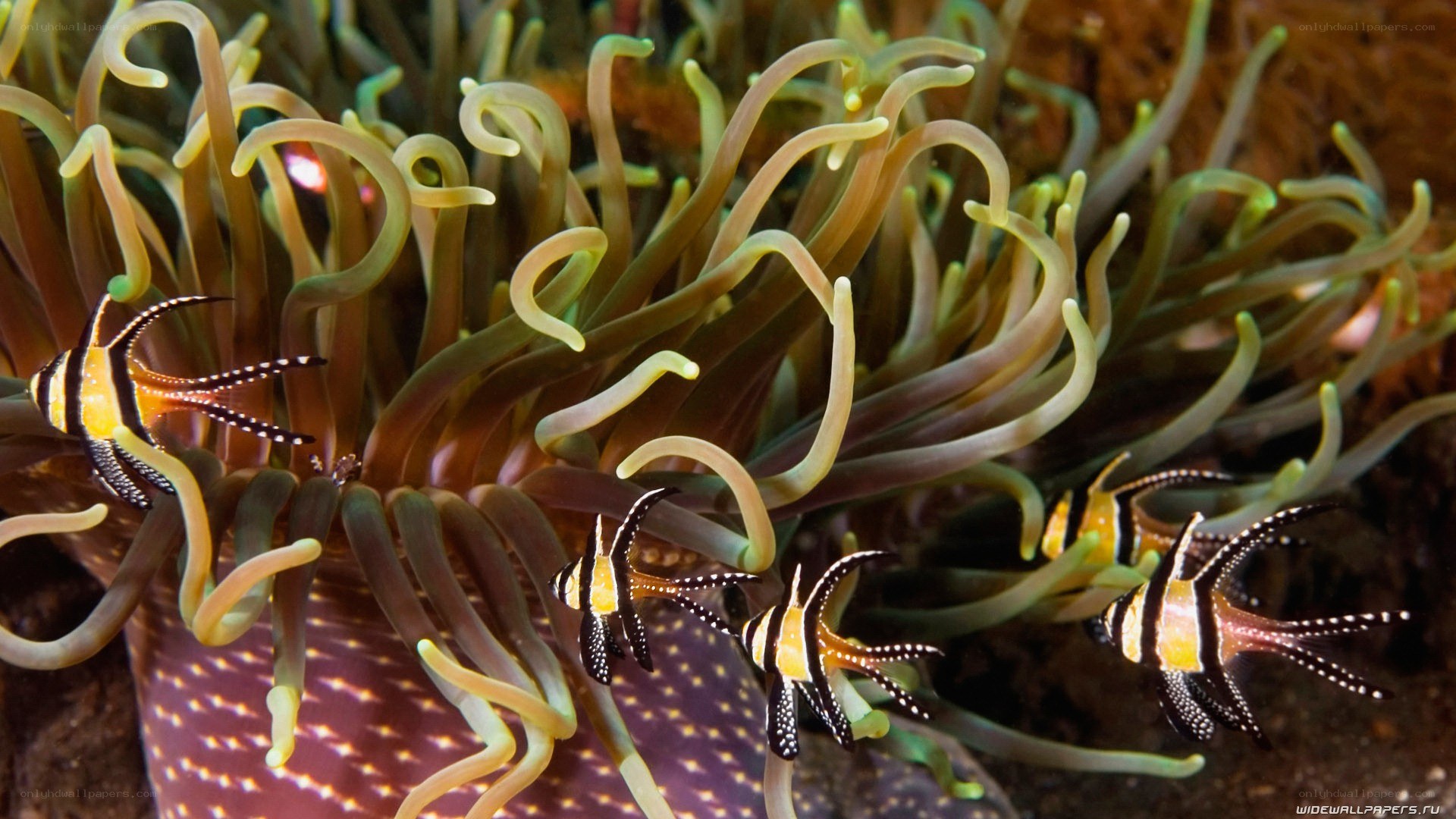 Anemone fish in coral reef