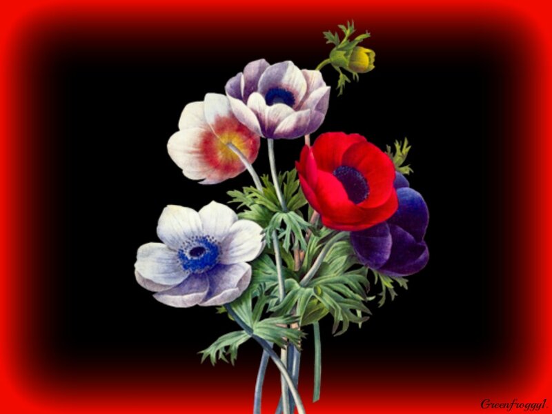 Anemone Flowers Bouquet — Red