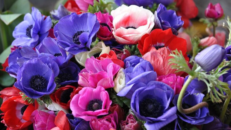Anemone Flowers Bouquet