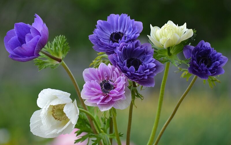 Anemone Flowers in Bloom — Purple