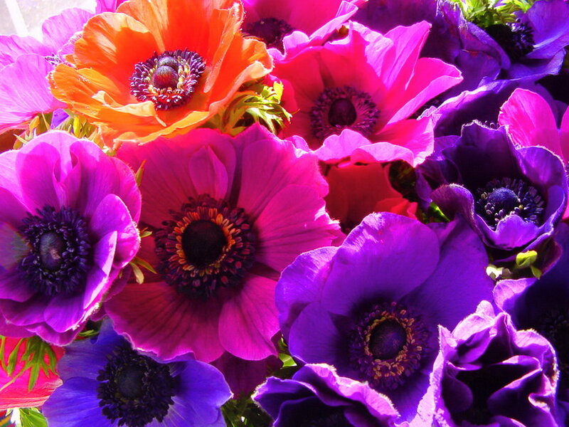 Anemone Flowers in Bloom