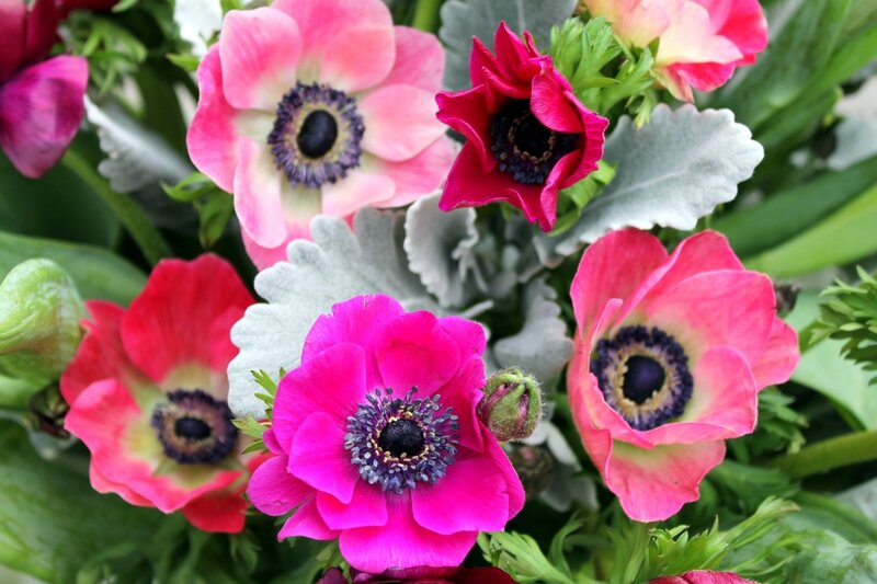 Anemone Flowers in Bouquet